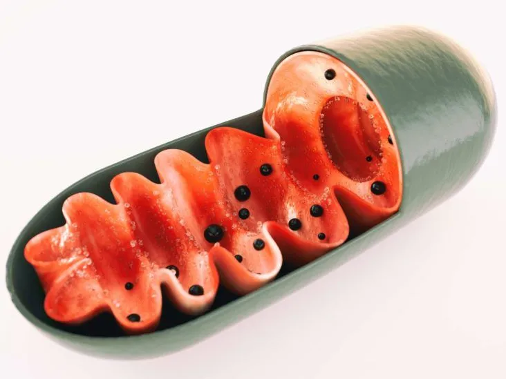 Mitolyn: 5 Benefits for Weight Loss and Mitochondrial Health